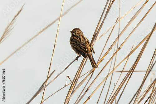 Bruant des roseaux,.Emberiza schoeniclus, Common Reed Bunting