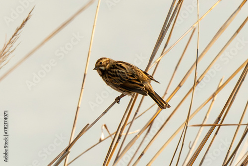 Bruant des roseaux,.Emberiza schoeniclus, Common Reed Bunting