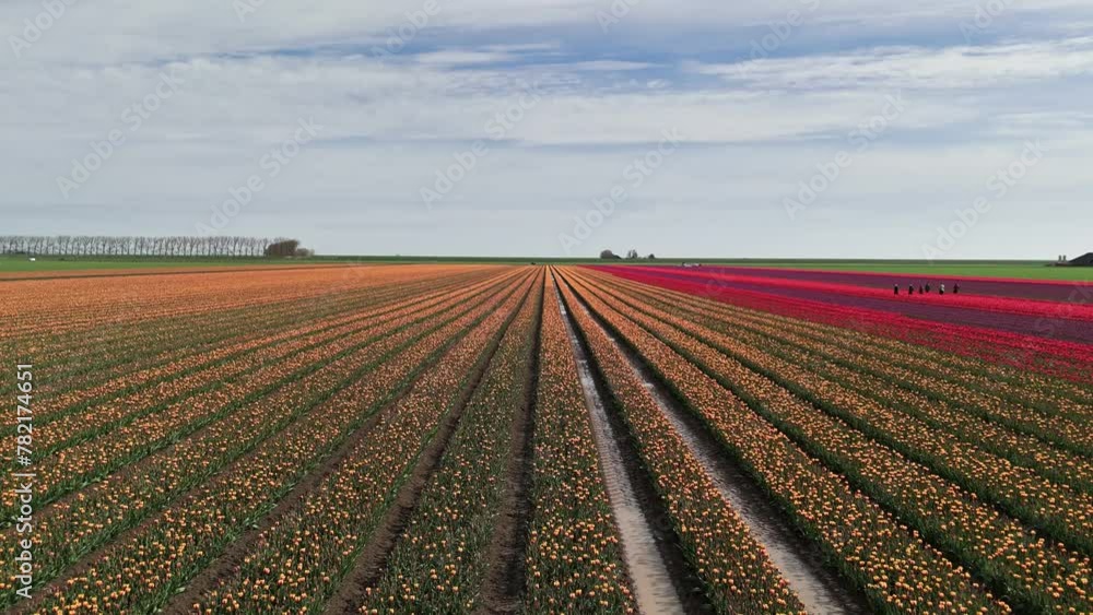 Aerial View: Tulip Fields in Groningen, Netherlands