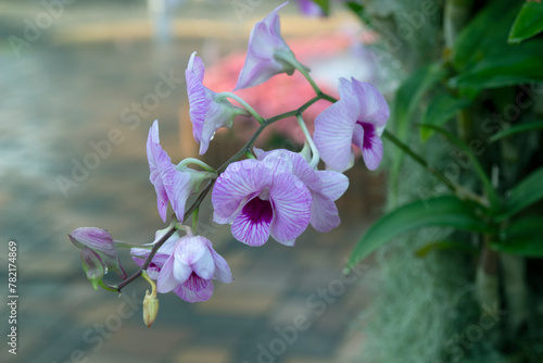 Beautiful orchid flowers on blurred background