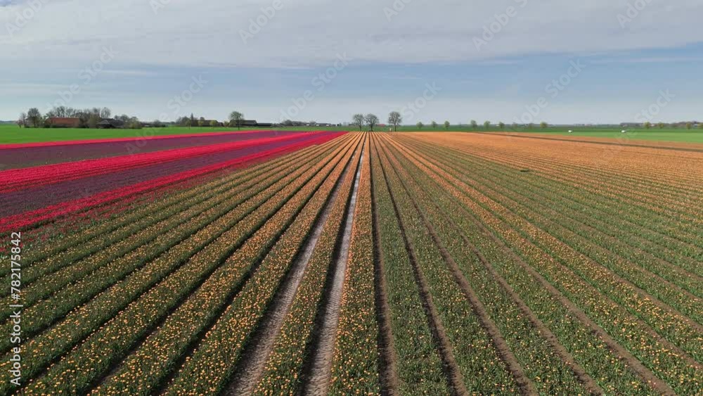 Colorful Spectacle: Aerial Perspective of Tulip Fields in Groningen, Netherlands Colorful Spectacle: Aerial Perspective of Tulip Fields in Groningen, Netherlands
