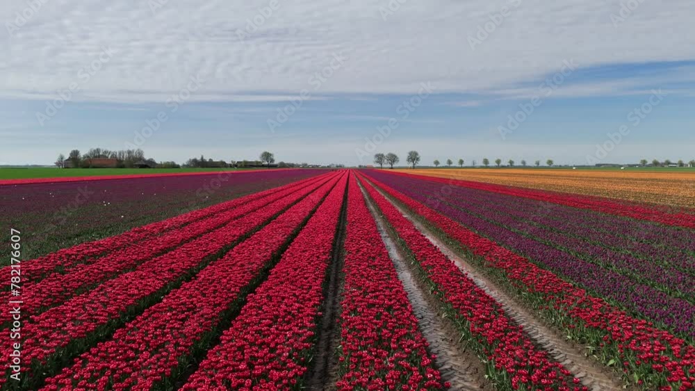Tulip Wonderland: Aerial Shot of Blooming Fields in Groningen, Netherlands Tulip Wonderland: Aerial Shot of Blooming Fields in Groningen, Netherlands