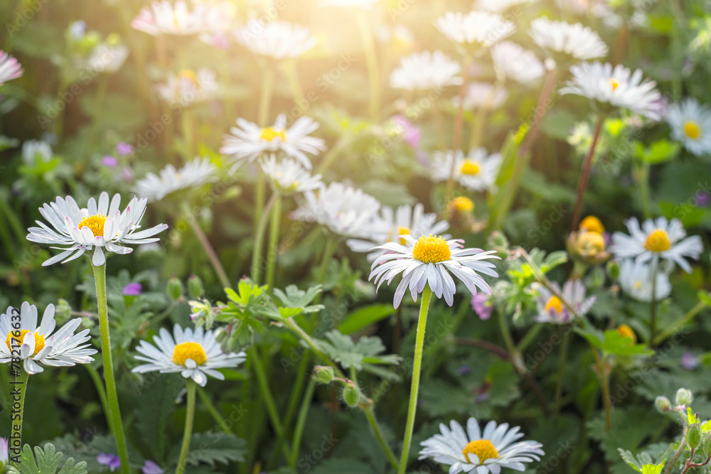 Chamomile flower among green grass on a sunny summer day. Chamomile flower among green grass on a sunny summer day.