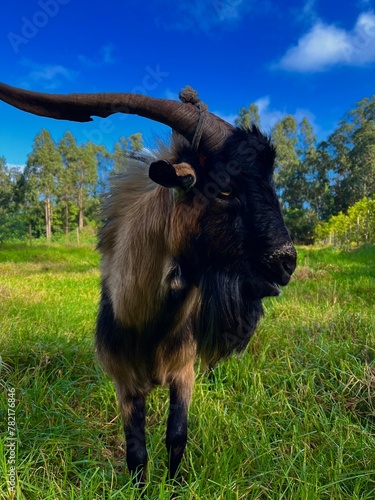 Obraz na płótnie goat w salonie