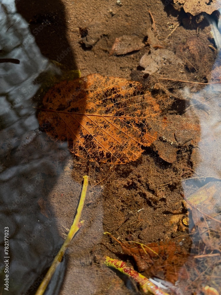 leaves