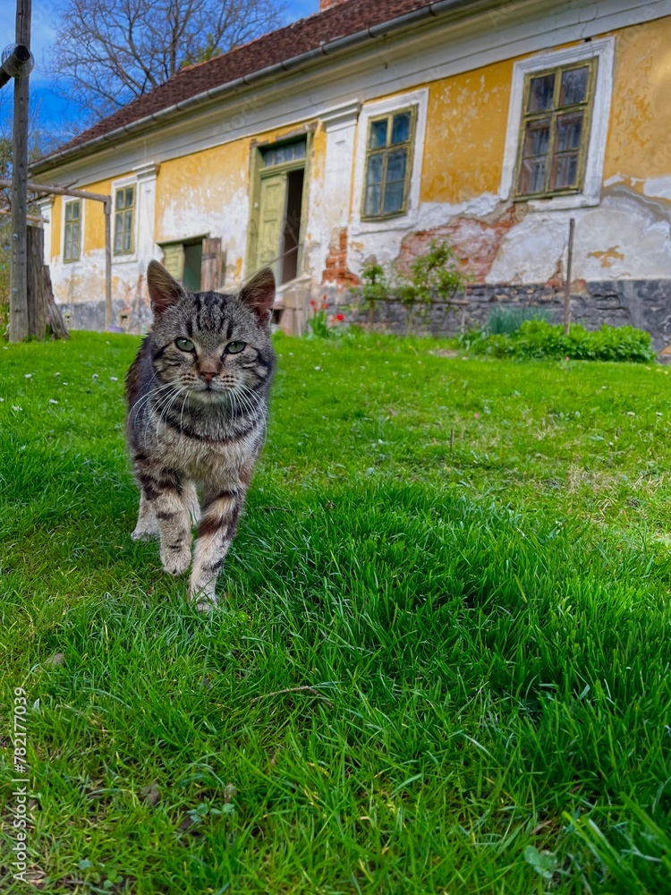 cat in the garden