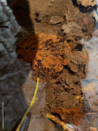 leaves