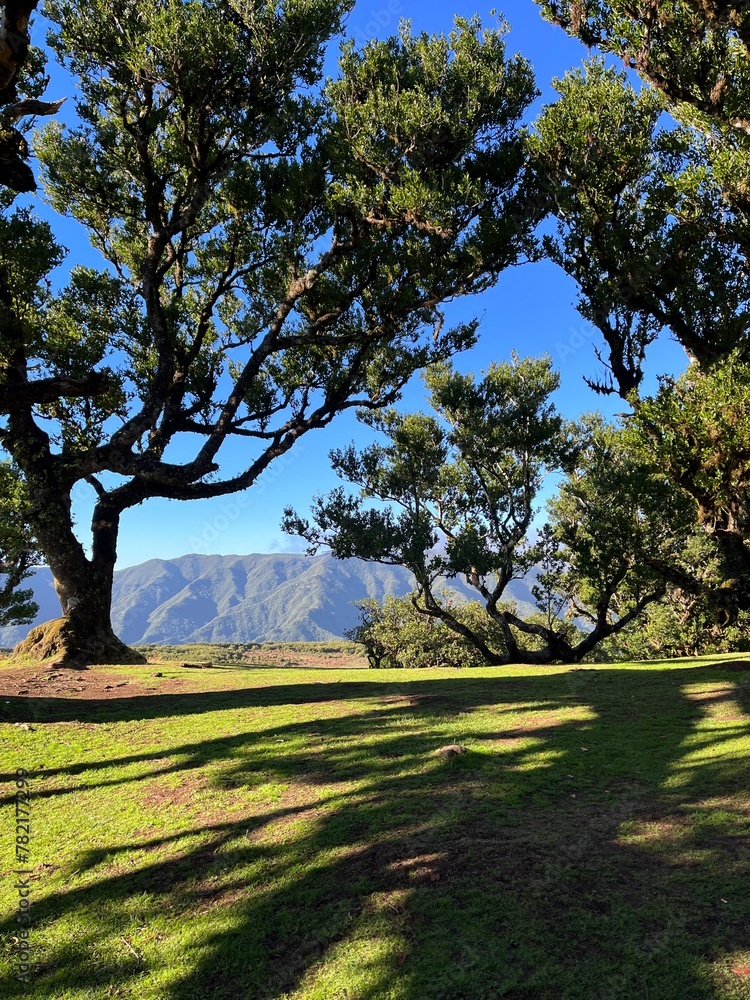 Obraz premium fanal forest