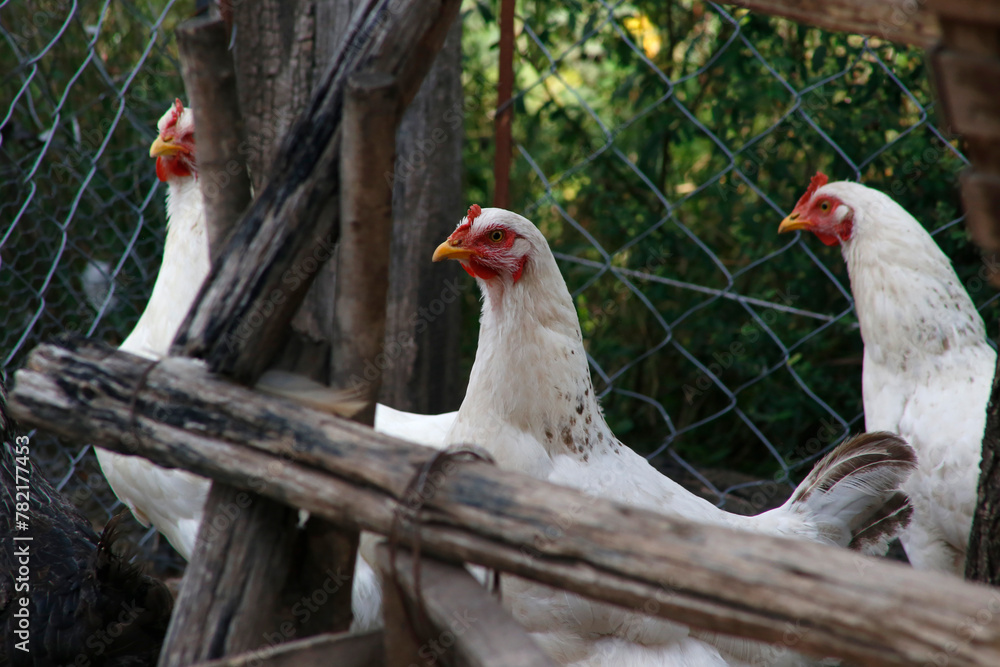 Naklejka premium White chickens in outdoor chicken coop. Poultry. Domestic farm animals. Poultry industry.