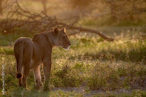 Lioness in the morning photo