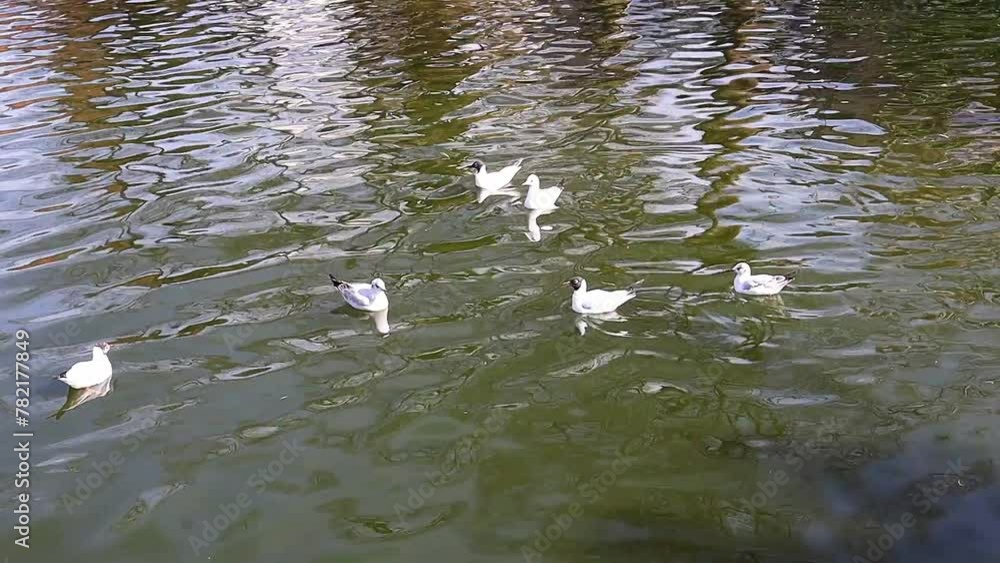 A flock of seagulls swims on the lake. A flock of seagulls swims on the lake.