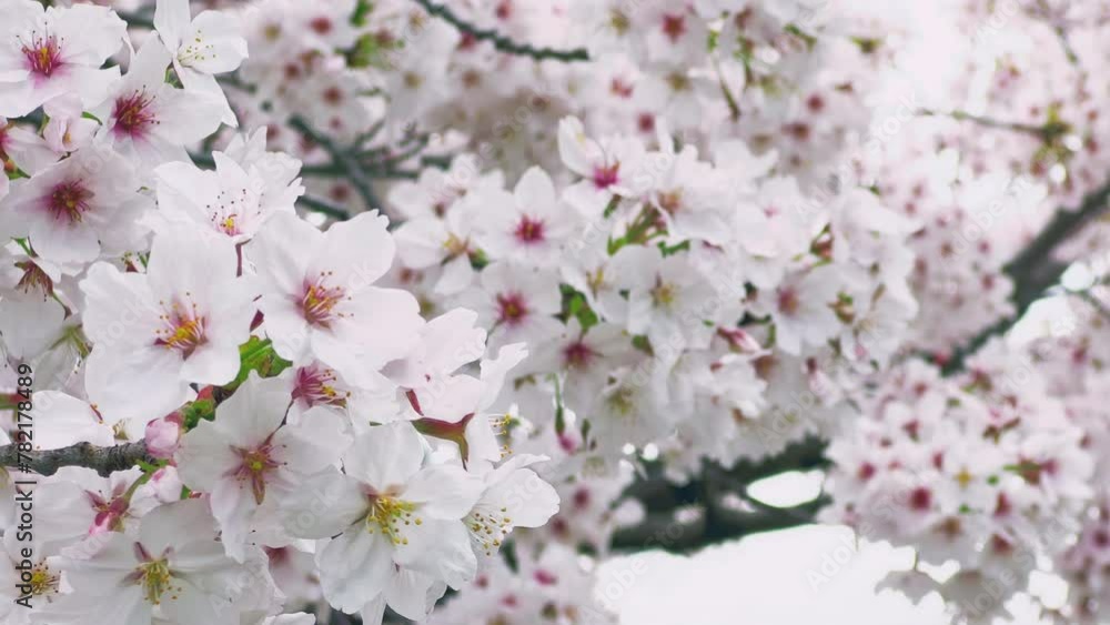 Cherry blossoms in full bloom swinging in the wind. A scene of spring time in Japan. Yoshino cherry tree. fix. Cherry blossoms in full bloom swinging in the wind. A scene of spring time in Japan. Yoshino cherry tree. fix.