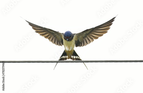 Barn Swallows have a steely blue back, wings, and tail, and rufous to tawny underparts.  photo