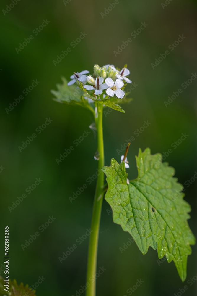 White medicinal garlic flower outdoors in nature. White medicinal garlic flower outdoors in nature.