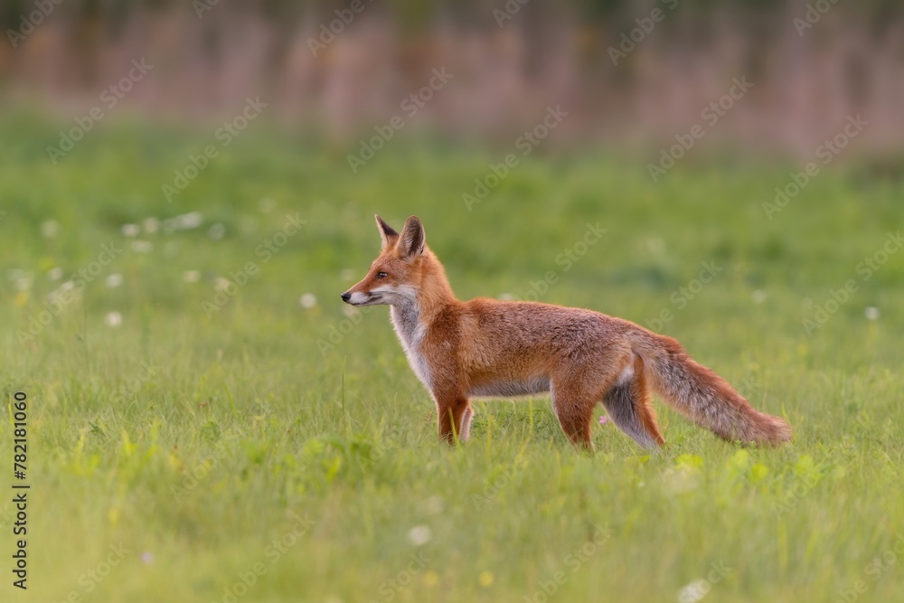 A young red fox walks on the meadow. Wildlife scene
with a red fox. Vulpes vulpes A young red fox walks on the meadow. Wildlife scene
with a red fox. Vulpes vulpes