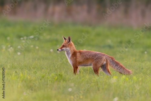 A young red fox walks on the meadow. Wildlife scene with a red fox.  Vulpes vulpes © Monikasurzin
