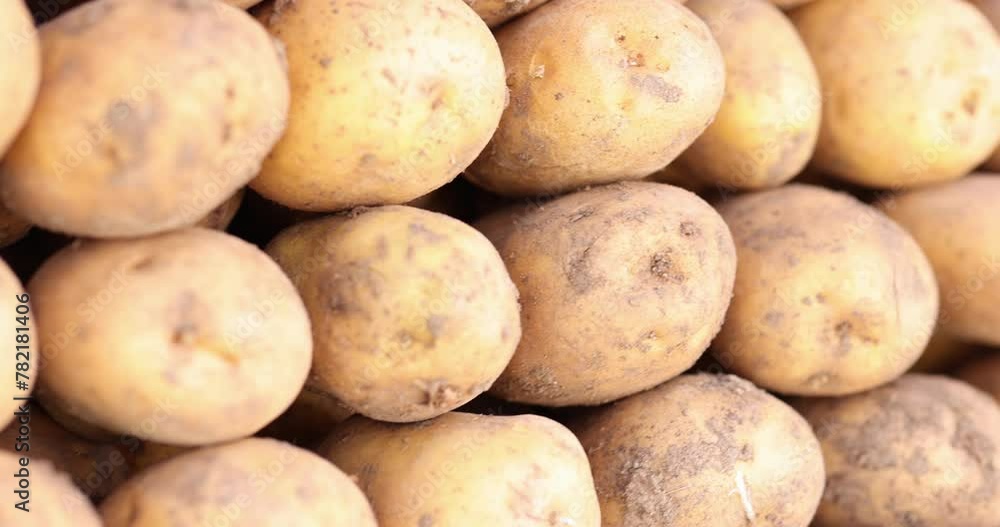 Large pile of freshly dug potatoes at harvest time. Benefits and harms of potatoes concept Large pile of freshly dug potatoes at harvest time. Benefits and harms of potatoes concept