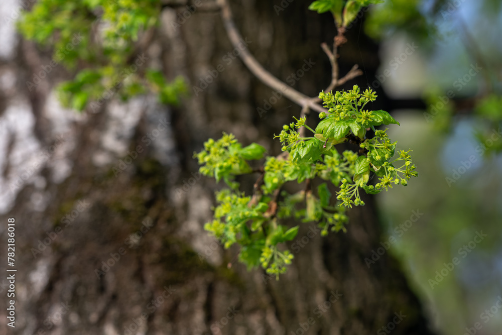 Fototapeta premium Tiny green flowers of a maple tree.