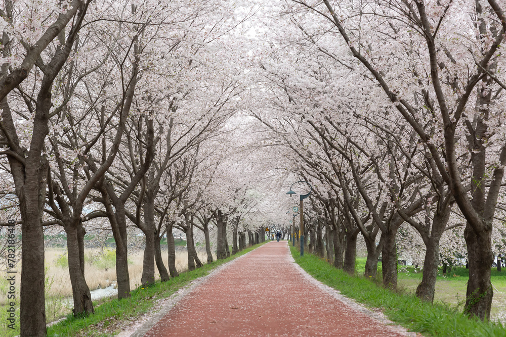 a spring scene with cherry blossoms in bloom