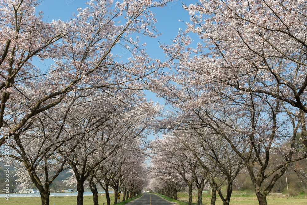 a spring scene with cherry blossoms in bloom a spring scene with cherry blossoms in bloom