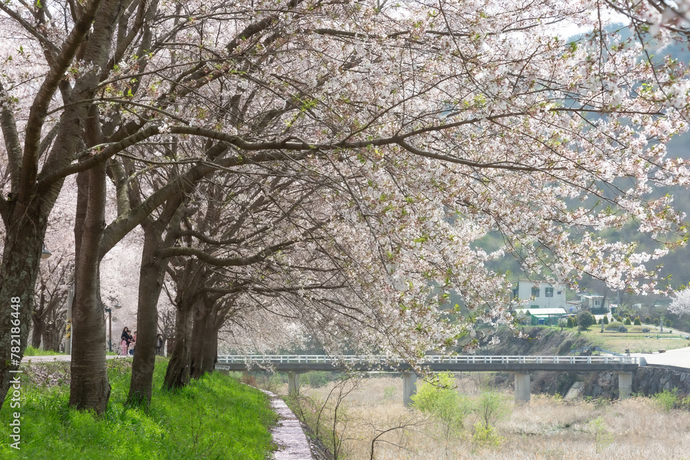 a spring scene with cherry blossoms in bloom a spring scene with cherry blossoms in bloom