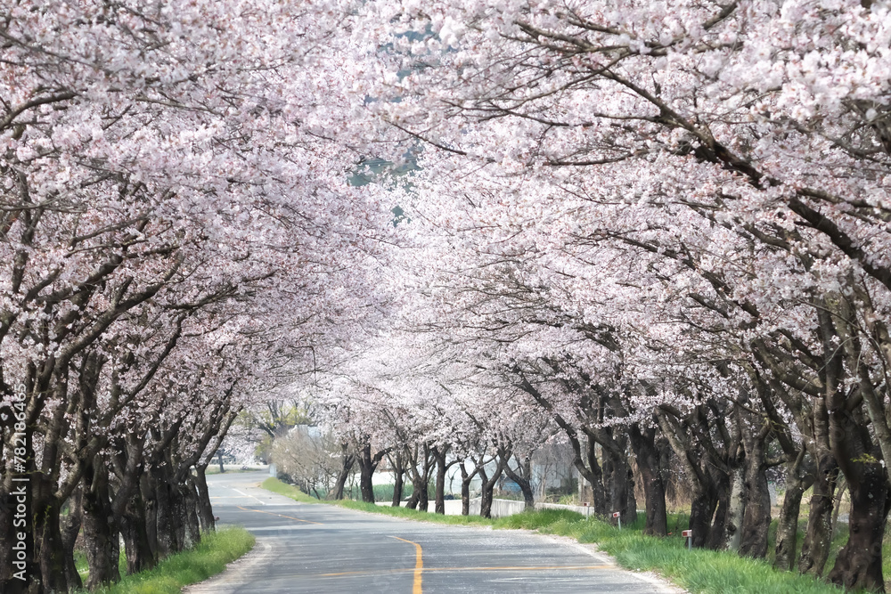 a spring scene with cherry blossoms in bloom a spring scene with cherry blossoms in bloom