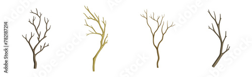 Bare Tree Branch with Stem and Limb Vector Set