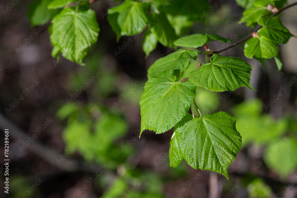 Fresh green linden leaves on a twig.