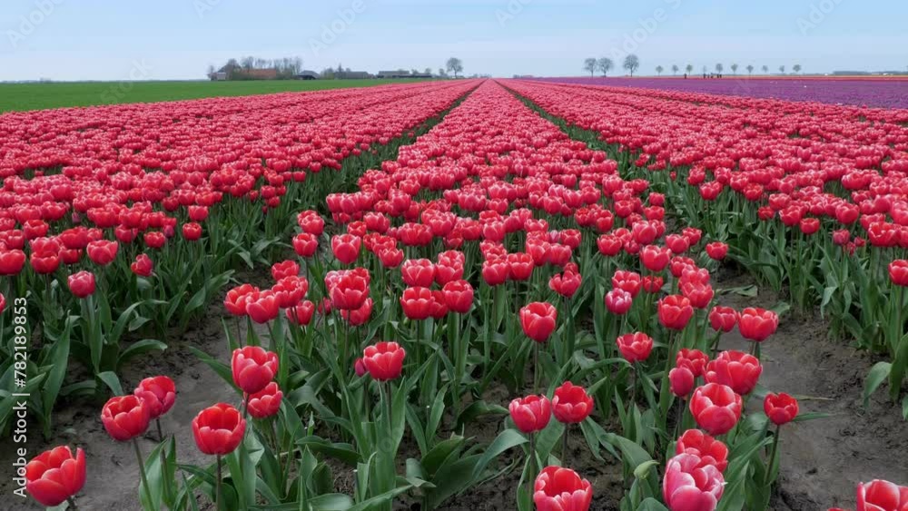 Colorful Spectacle: Tulip Fields in Groningen, Netherlands Colorful Spectacle: Tulip Fields in Groningen, Netherlands