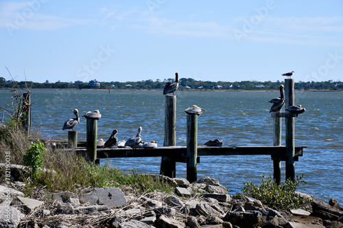 Pelicans on a river dock