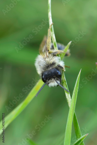 Closeup on a male Grey-backed mining bee, Andrena vaga hanging in the vegetation