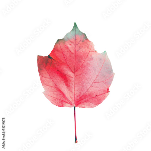 A red leaf on a Transparent Background photo