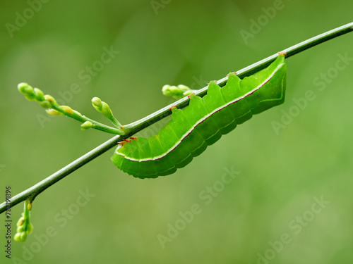 Impressive green hairless worm on a plant. Natural background. Genus Amphipyra