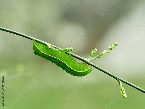 Impressive green hairless worm on a plant. Natural background. Genus Amphipyra