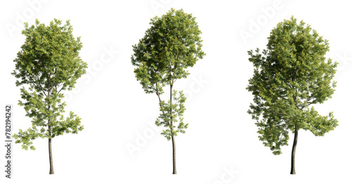 Various trees on transparent background, cutouts 3D rendering for illustration & digital composition © ANDRIBENKY