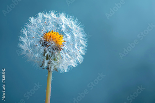 A close-up of a dandelion flower  showing its delicate petals and fuzzy white pappus