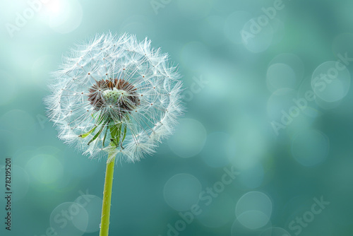 A close-up of a dandelion flower  showing its delicate petals and fuzzy white pappus