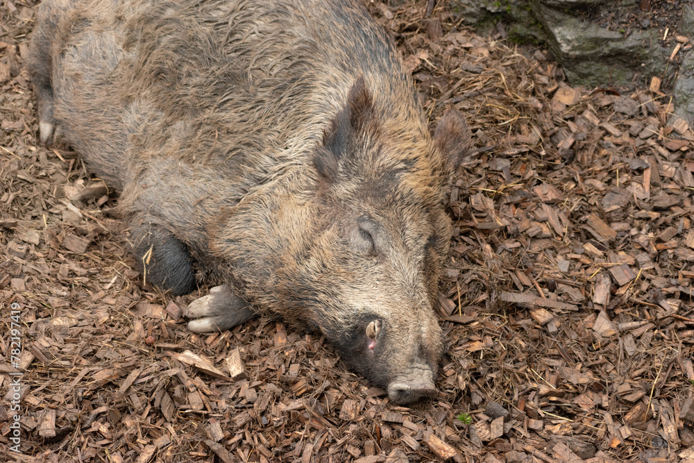Wild boar in Feldkirch in Austria Wild boar in Feldkirch in Austria