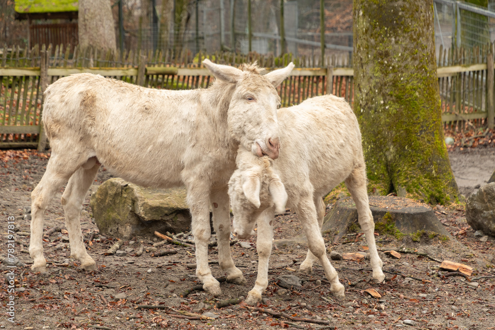 Fototapeta premium White baroque donkey in Feldkirch in Austria
