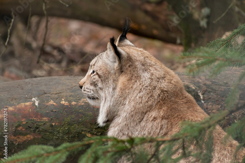 Majestic lynx in Feldkirch in Austria