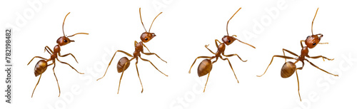 Red Imported Fire Ant, Solenopsis invicta on transparent background photo