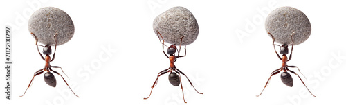 mighty ant holding heavy stone on transparent background