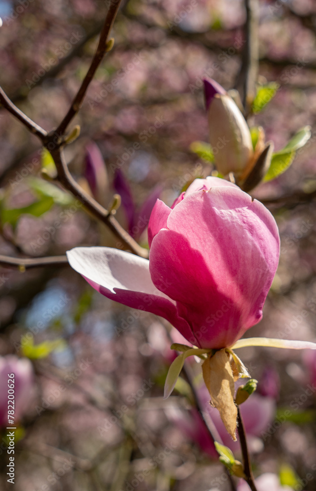 Beautiful spring flower blooming magnolia