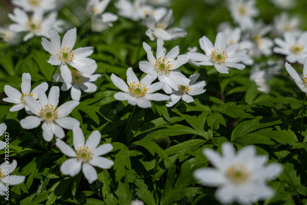 Beautiful white spring flowers on green grass Beautiful white spring flowers on green grass