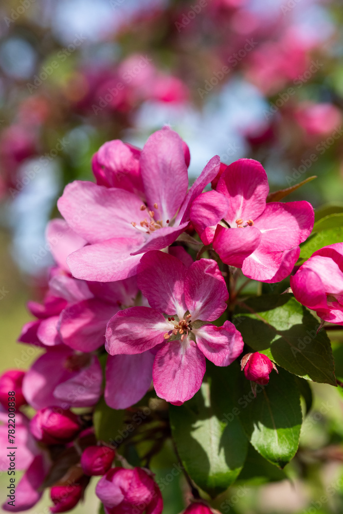 Beautiful spring flower blooming sakura Beautiful spring flower blooming sakura