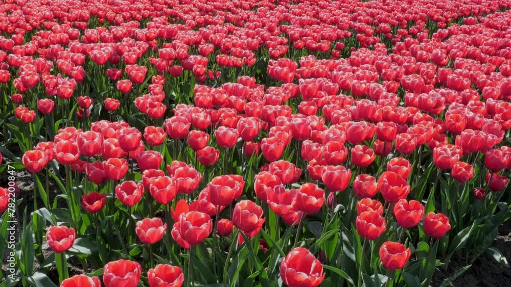 Colorful Spectacle: Red Tulip Fields in Groningen, Netherlands Colorful Spectacle: Red Tulip Fields in Groningen, Netherlands