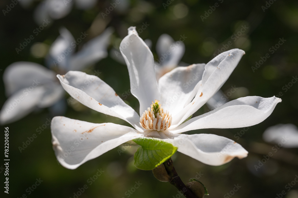 Beautiful spring flower blooming magnolia Beautiful spring flower blooming magnolia