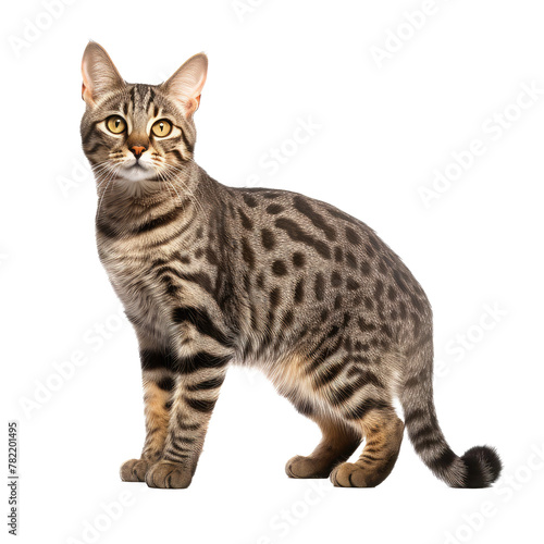 Wallpaper Mural cat looking isolated on white Torontodigital.ca