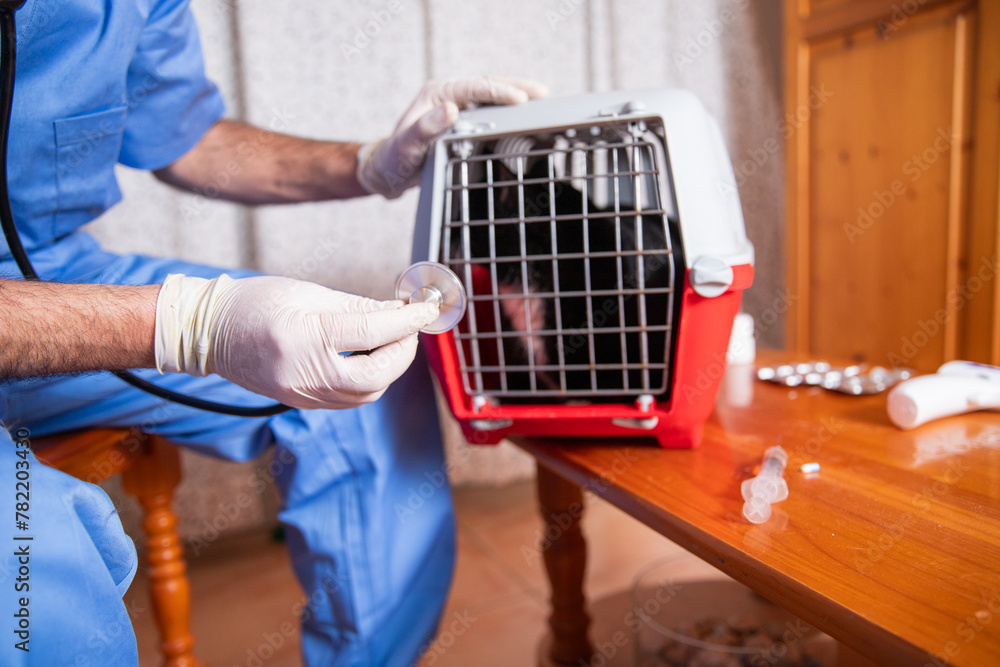 A doctor is examining a cat in a cage during a visit