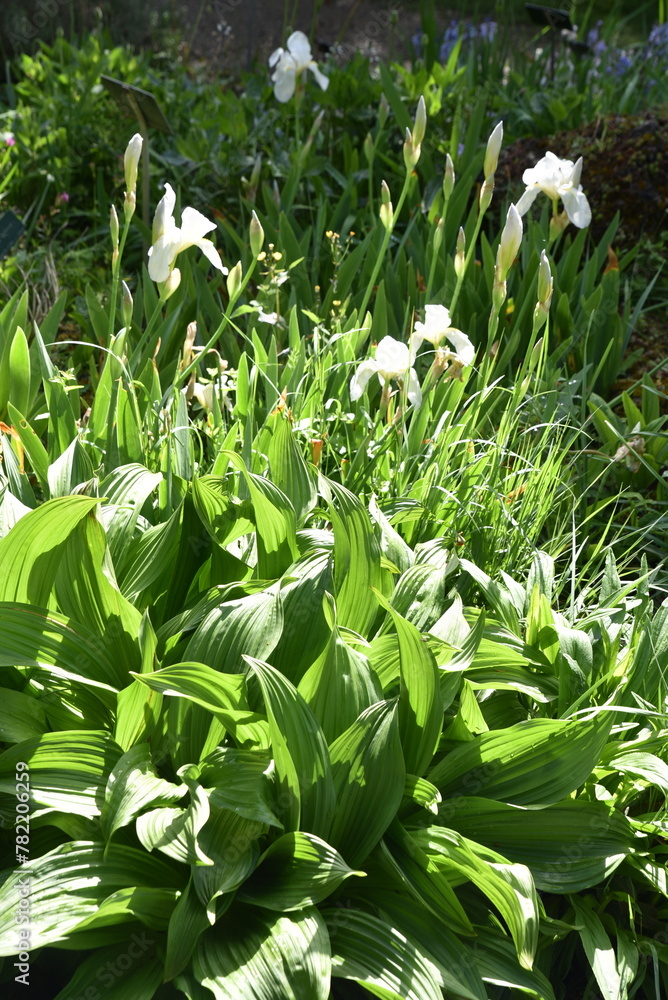 Fototapeta premium Jardin d'iris au printemps